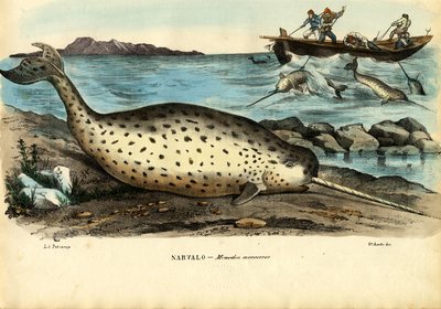 Narwhal by Raimundo Petraroja